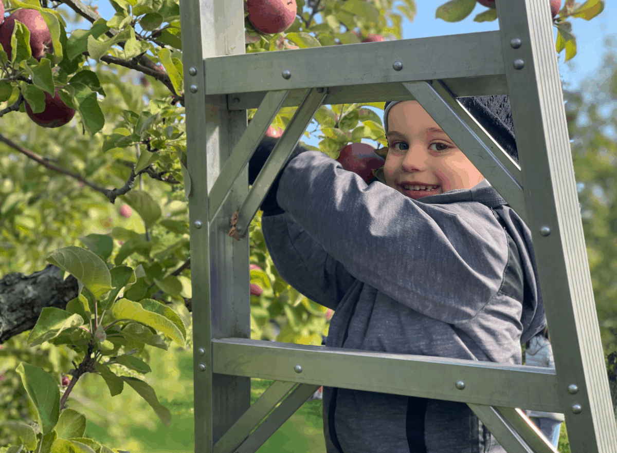child picking apples with ladder